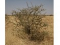 /album/acacia-tortilis-raddiana/acacia-tortilis-raddiana-albero-da-seme-4-anni-jpg/